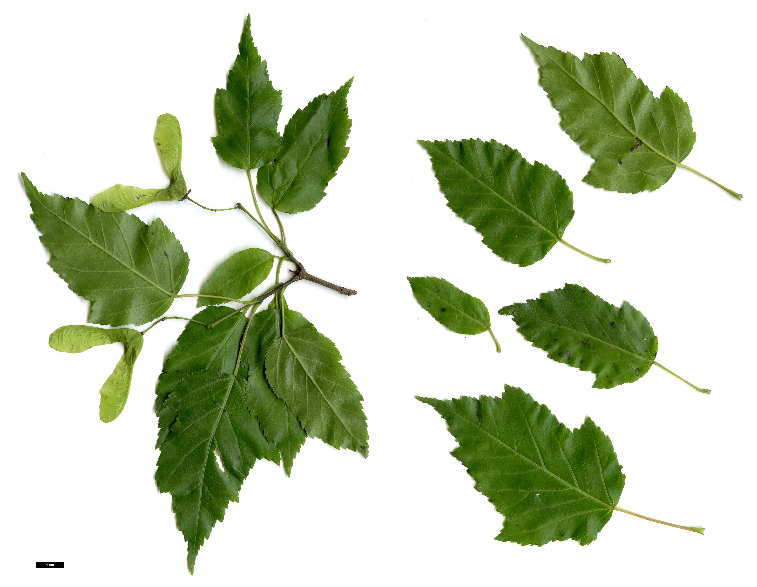 High resolution image: Family: Sapindaceae - Genus: Acer - Taxon: tataricum - SpeciesSub: var. slendzinskii